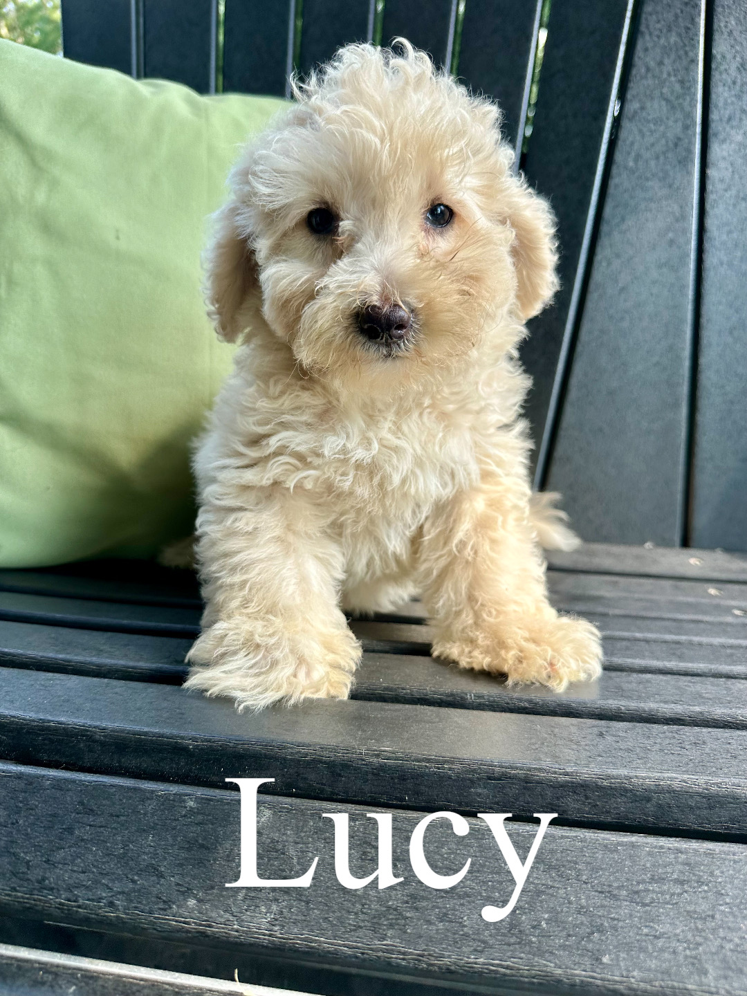 Lucy (yellow collar) 1